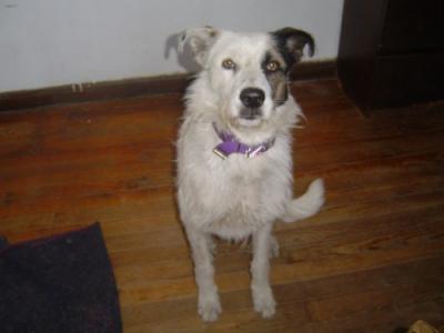 20090219052651-copito004.jpg