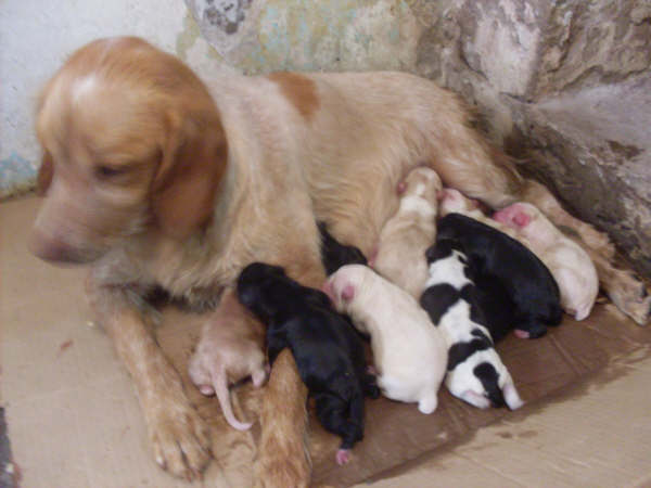 20090522064244-globy-y-sus-10-cachorros.jpg