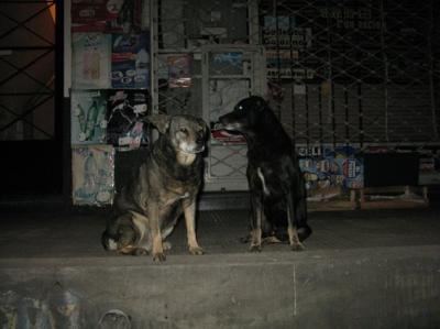 20090604055219-perritos1.jpg