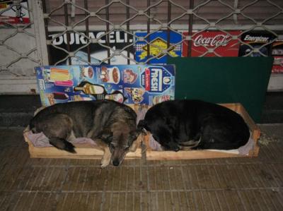 20090604055740-perritos2.jpg